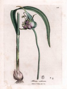 Quadro botânico: Cultivo de alho (Allium sativum) mostrando bulbo, folhas e flores roxas. Gravura em cobre colorido à mão a partir de uma ilustração de James Sowerby. Excerto do livro de William Woodville e Sir William Jackson Hooker "Botanique medic