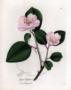 Quadro botânico: flores e marmelo, fruto de Cognassier (Cydonia oblonga) - Árvore de marmelo cor-de-rosa florida com contorno de fruto, Pyrus cydonia. Gravura em chapa de cobre colorida à mão a partir de uma ilustração botânica de James Sowerby de William  de James Sowerby