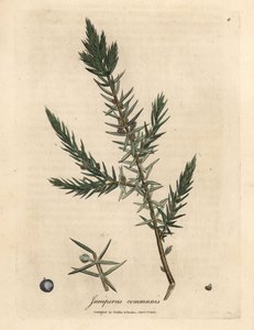 Ramo e bagas de zimbro comum, Juniperus communis de James Sowerby