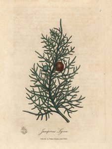 Ramo e bagas do cedro, Juniperus lycia