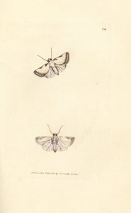 Brixton Beauty, Acontia nitidula (Phalaena catena catena). Gravura em chapa de cobre colorida à mão por James Sowerby de The British Miscellany, ou figuras coloridas de novos, raros, ou pouco conhecidos sujeitos animais. de James Sowerby