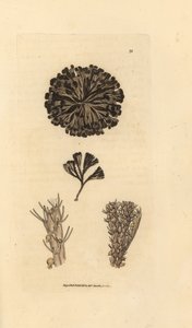 Bugulina avicularia (Flustra avicularis). Gravura em chapa de cobre colorida à mão por James Sowerby de The British Miscellany, ou figuras coloridas de novos, raros, ou pouco conhecidos sujeitos animais. de James Sowerby