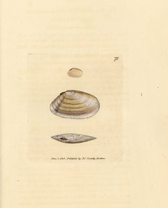 Candystick tellina shell, Tellina similis. Gravura em chapa de cobre colorida à mão por James Sowerby de The British Miscellany, ou figuras coloridas de novos, raros, ou pouco conhecidos exemplares de animais. de James Sowerby