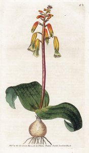 Cape Town Cuckoo - Litografia de James Sowerby (1757-1822), placa da revista Botanical de William Curtis (1746-1799) de James Sowerby