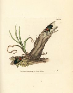 Carabus nitens beetle. Gravura em chapa de cobre colorida à mão por James Sowerby de The British Miscellany, ou figuras coloridas de novos, raros, ou pouco conhecidos sujeitos animais. de James Sowerby