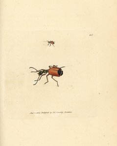 Carabus rotundicollis beetle. Gravura em chapa de cobre colorida à mão por James Sowerby de The British Miscellany, ou figuras coloridas de novos, raros, ou pouco conhecidos sujeitos animais. de James Sowerby