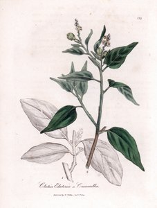 Cascarille officinale ou madeira macia ou falsa quinquina - Cascarilla, Croton (Clutia) eluteria. Gravura em chapa de cobre colorida à mão a partir de uma ilustração botânica de James Sowerby de William Woodville e Sir William Jackson Hooker