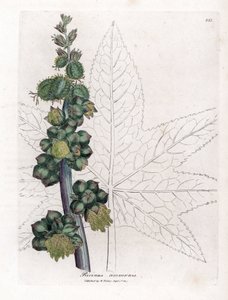 Castor - Planta de óleo de rícino, Ricinus communis. Gravura em chapa de cobre colorida à mão a partir de uma ilustração botânica de James Sowerby de William Woodville e Sir William Jackson Hooker