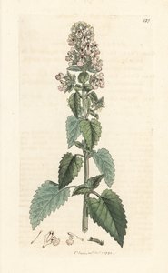 Catnip, Nepeta cataria (cataire) Gravura em chapa de cobre colorida à mão depois de uma ilustração de James Sowerby de James Smith