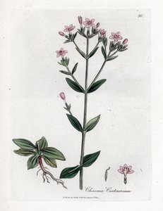 Centauree Chironia - Centauro, Chironia centaurium. Gravura em chapa de cobre colorida à mão a partir de uma ilustração botânica de James Sowerby de William Woodville e "Medical Botany" de Sir William Jackson Hooker, John Bohn, Londres de James Sowerby