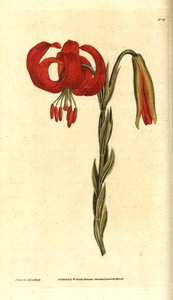 Lírio calcedoniano - Lírio calcedoniano, Lilium chalcedonicum. Gravura e ilustração botânica de James Sowerby da revista The Botanical Magazine de William Curtis, Lambeth Marsh, Londres de James Sowerby