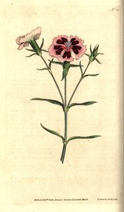 China cravo - China rosa ou rosa indiano, Dianthus chinensis. Gravura e ilustração botânica de James Sowerby da revista The Botanical Magazine de William Curtis, Lambeth Marsh, Londres de James Sowerby