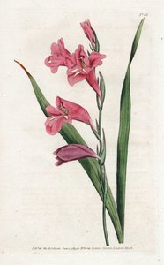 Glaieul comum - Litografia de James Sowerby (1757-1822), da revista Botanical de William Curtis (1746-1799) de James Sowerby