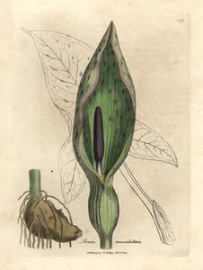 Arum maculatum comum, Arum maculatum de James Sowerby