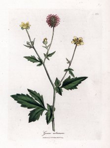 Benoite ou erva comum de Saint Benoit - Avens de madeira, Geum urbanum. Gravura em chapa de cobre colorida à mão a partir de uma ilustração botânica de James Sowerby de William Woodville e "Medical Botany" de Sir William Jackson Hooker, John Bohn, Londres de James Sowerby