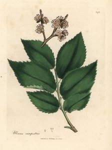 Olmeiro comum, Ulmus campestris de James Sowerby