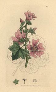 Malva sylvestris Malva sylvestris Gravura em chapa de cobre colorida à mão após um desenho de James Sowerby para James Smith