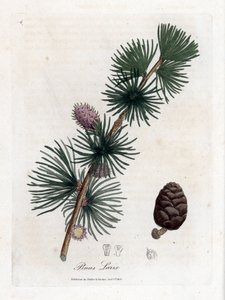 Larix decidua, larício europeu, Larix decidua. Gravura em chapa de cobre colorida à mão a partir de uma ilustração botânica de James Sowerby de William Woodville e "Medical Botany" de Sir William Jackson Hooker, John Bohn, Londres de James Sowerby