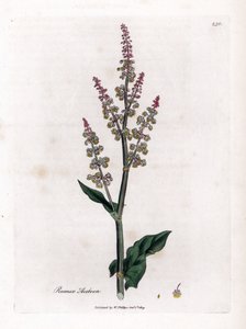 Azevedo comum ou grande azevém - Azevém de jardim, Rumex acetosa. Gravura em chapa de cobre colorida à mão a partir de uma ilustração botânica de James Sowerby de William Woodville e Sir William Jackson Hooker