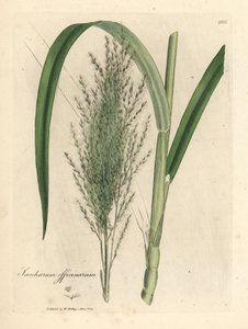 Cana-de-açúcar comum, Saccharum officinarum de James Sowerby