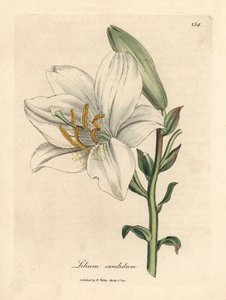 Lírio branco comum, Lilium candidum de James Sowerby