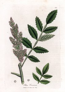 Corroyere ou sumac de corroyeurs ou viajantes - Elm-leleaved sumac, Rhus coriaria. Gravura em chapa de cobre colorida à mão a partir de uma ilustração botânica de James Sowerby de William Woodville e "Medical Botany" de Sir William Jackson Hooker, John Boh de James Sowerby