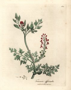 Fumaria Fumaria officinalis, fumeiro florido crimson de James Sowerby