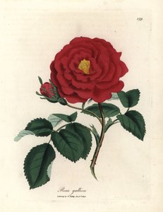 Rosa gallica, rosa carmesim oficial, Rosa gallica de James Sowerby
