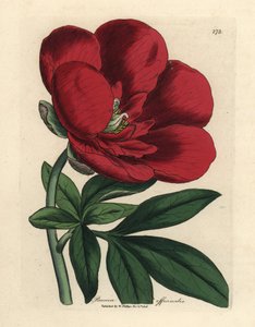 Crimson peony, Paeonia officinalis de James Sowerby