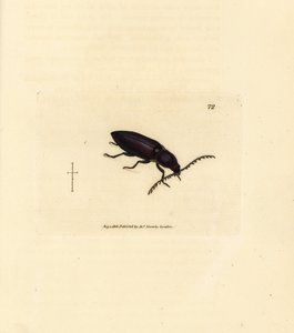 Ctenicera cuprea beetle (Elater chalybeus). Gravura em chapa de cobre colorida à mão por James Sowerby de The British Miscellany, ou figuras coloridas de novos, raros, ou pouco conhecidos sujeitos animais. de James Sowerby