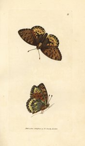 Fritillary Dark Green, Argynnis aglaia (Borboleta Charlotte, Papilio charlotta). Gravura em chapa de cobre colorida à mão por James Sowerby de The British Miscellany, ou figuras coloridas de novos, raros, ou pouco conhecidos súbditos animais. de James Sowerby