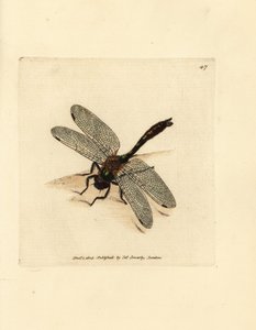 Libélula esmeralda, Cordulia aenea (Libélula metálica, Libélula aenea). Gravura em chapa de cobre colorida à mão por James Sowerby de The British Miscellany, ou figuras coloridas de novos, raros, ou pouco conhecidos exemplares de animais. de James Sowerby
