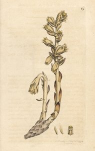 Tubo holandês, Hipopitys Monotropa (Ninho amarelo de pássaro, Hipopitys Monotropa) (Aristoloche) Gravação em chapa de cobre colorida à mão depois de uma ilustração de James Sowerby da botânica inglesa de James Smith, Londres de James Sowerby