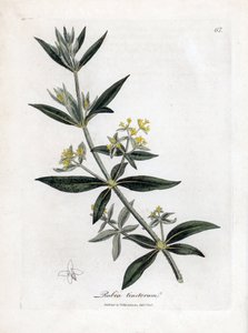 Dyer é mais louco, Rubia tinctorum. Gravura em chapa de cobre colorida à mão a partir de uma ilustração botânica de James Sowerby de William Woodville e "Medical Botany" de Sir William Jackson Hooker, John Bohn, Londres de James Sowerby