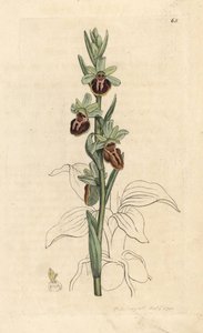 Orquídea aranha precoce, Ophrys sphegodes (Orquídea aranifera, Ophrys aranifera). Gravura em chapa de cobre colorida à mão depois de uma ilustração de James Sowerby, de James Smith