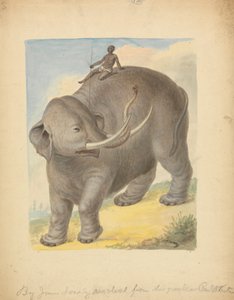 Elefante com Cavaleiro de James Sowerby