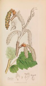 Botânica Inglesa, 1790-1800. de James Sowerby