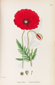Botânica Inglesa, 1790-1800. de James Sowerby