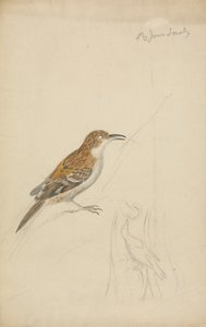 Treecreeper eurasiático de James Sowerby