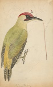 Pica-pau verde europeu de James Sowerby