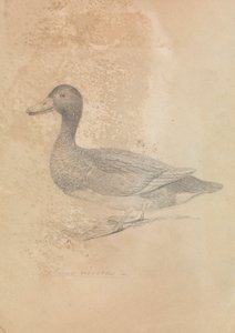 Pato Ferruginoso de James Sowerby