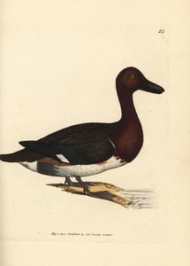 Ferruginous pochard, Aythya nyroca (Anas nyroca, pato com olho de azeitona). Gravura em chapa de cobre colorida à mão por James Sowerby de The British Miscellany, ou figuras coloridas de novos, raros ou pouco conhecidos súbditos animais. de James Sowerby