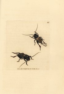 Field cricket, Gryllus campestris (Accheta campestris). Gravura em chapa de cobre colorida à mão por James Sowerby de The British Miscellany, ou figuras coloridas de novos, raros, ou pouco conhecidos sujeitos animais. de James Sowerby