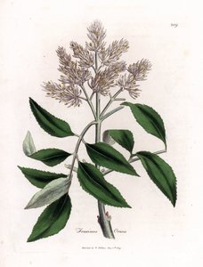 Árvore de freixo florido, Fraxinus ornus. Gravura em chapa de cobre colorida à mão a partir de uma ilustração botânica de James Sowerby de William Woodville e Sir William Jackson Hooker