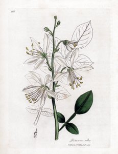 Fraxinelle - Fraxinella branca ou basard dittany, Dictamnus albus. Gravura em chapa de cobre colorida à mão a partir de uma ilustração botânica de James Sowerby de William Woodville e "Medical Botany" de Sir William Jackson Hooker, John Bohn, Londres de James Sowerby