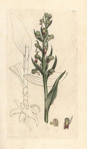 Orquídea sapo, Dactylorhiza viridis (satyrion ou orquídea sapo, Satyrium viride). Gravura em chapa de cobre colorida à mão depois de uma ilustração de James Sowerby, de James Smith