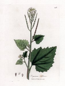 Mostarda de alho, Alliaria petiolata. Gravura em chapa de cobre colorida à mão a partir de uma ilustração botânica de James Sowerby de William Woodville e "Medical Botany" de Sir William Jackson Hooker, John Bohn, Londres de James Sowerby