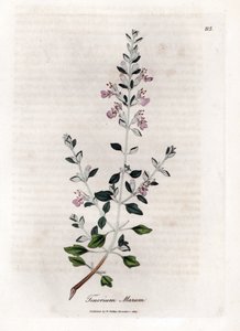 Germandree marum ou germandree de gatos - Tomilho de gato, Teucrium marum. Gravura em chapa de cobre colorida à mão a partir de uma ilustração botânica de James Sowerby de William Woodville e Sir William Jackson Hooker