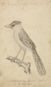 Antshrike Gigante de James Sowerby
