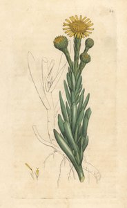 Samphire dourado, Limbarda crithmoides (Samphire-leaved fleabane, Inula crithmoides) Gravura em chapa de cobre colorida à mão depois de uma ilustração de James Sowerby da Botânica Inglesa de James Smith, Londres de James Sowerby
